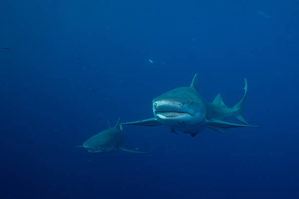 istock Two lemon sharks in blue ocean 2211122476
