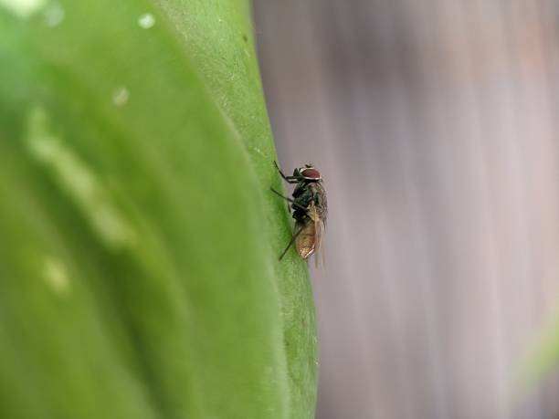 istock Micro photography of housefly (Musca domestica) insect. 2211122591