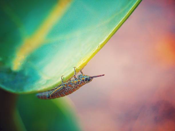 Grasshopper on a leaf
