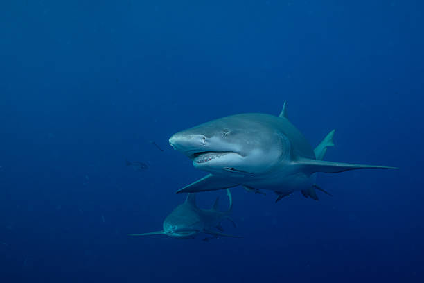 istock Two lemon sharks in blue ocean 2211122772