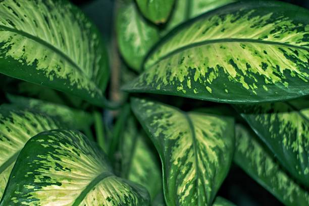 istock Leave of dumbcane (Dieffenbachia seguine) plant 2211122885
