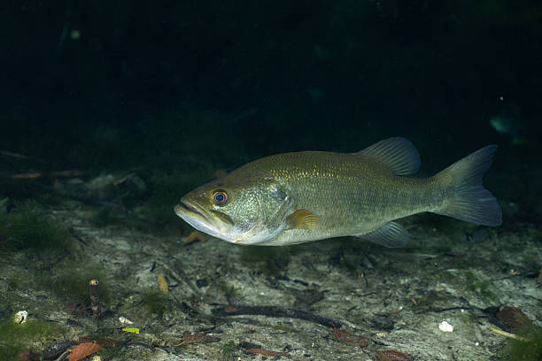 istock Florida bass in a clear spring 2211122927