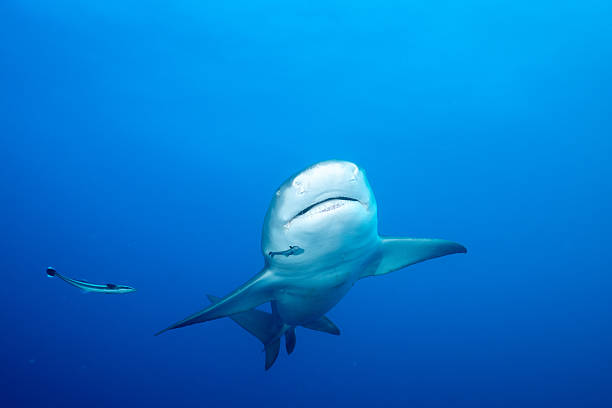 istock Lemon shark swimming in blue ocean 2211123125