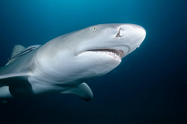 istock Ultra closeup of lemon shark 2211123128