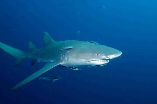 istock Lemon shark in blue open ocean 2211123274