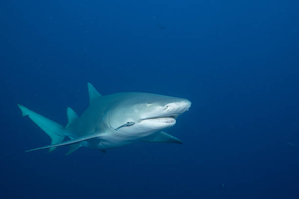 istock Lemon shark swimming in blue ocean 2211123702