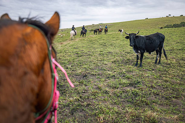 A black cow (Bos taurus indicus) crosses the path in front of a rider, while the rest of the group continues in the distance. The viewer’s vantage from the saddle makes the viewer part of the journey. This photo was taken in the Wild Coast of the Eastern Cape, South Africa.