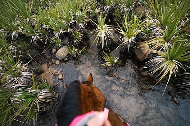 A rider leads their horse (Equus ferus caballus) into a freshwater stream surrounded by thick, spiky vegetation. The overhead view captures the wild, almost prehistoric feel of this hidden corner of the coast. This photo was taken in the Wild Coast of the Eastern Cape, South Africa.