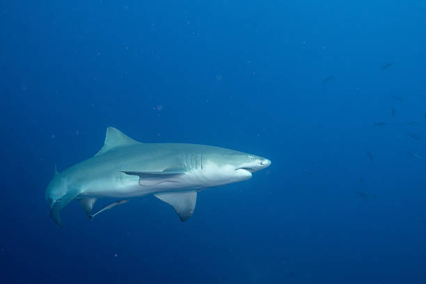 istock Lemon shark in the open ocean 2211124774