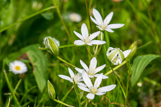 Ornithogalum umbellatum, also called the star of Bethlehem or hen's milk, a perennial species of the genus Ornithogalum