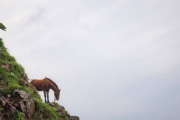 A solitary brown horse (Equus ferus caballus) grazes carefully near the edge of a steep rocky slope, its form poised against the soft tones of sky and sea. The precarious position highlights the adaptability and grace of these animals. This photo was taken in the Wild Coast of the Eastern Cape, South Africa.