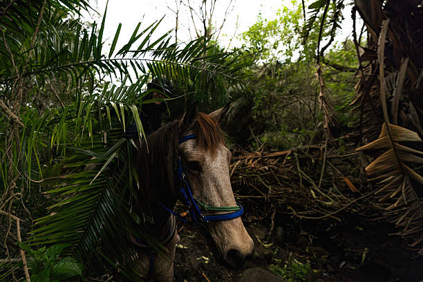 A domestic horse (Equus ferus caballus) emerges partially through a wall of tropical vegetation, its head framed by palm-like leaves and forest shadows. The scene captures the quiet resilience of horses moving through thick, wild terrain. This photo was taken in the Eastern Cape of South Africa.