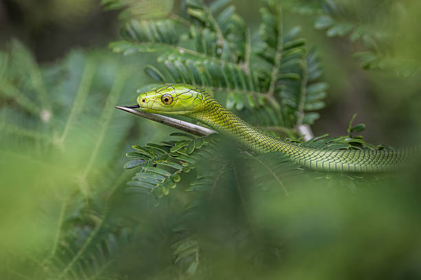 istock Juvenile Green Mamba (Dendroaspis angusticeps) Peeking Through the Greenery 2211126349