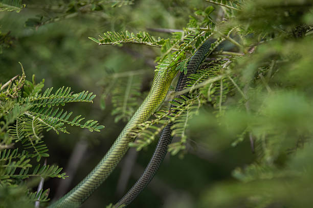 Pitone Verde