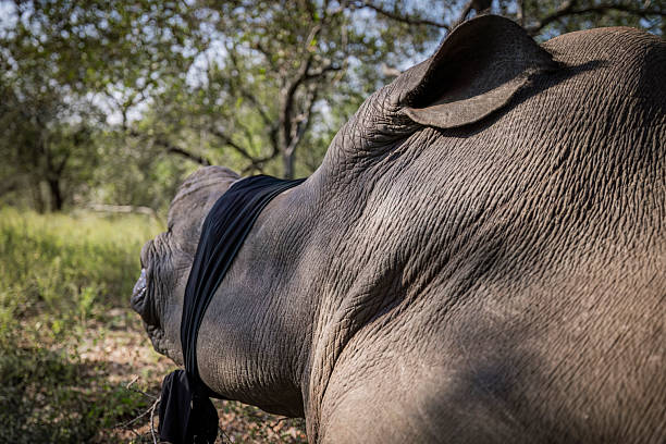 Massive single horn Indian Rhino in the National forest Chitwan, Nepal. Backlit by the sun.
