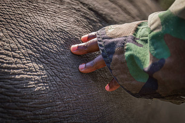 A conservation ranger’s hand rests gently on the thick, textured skin of a rhino (Ceratotherium simum), symbolizing the vital connection between humans and endangered animal wildlife. This powerful image captures the tactile bond of compassion and protection in the South African wilderness. This photo was taken in South Africa.
