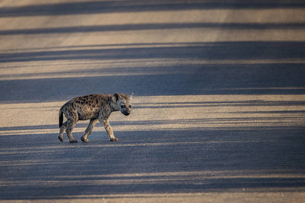 A lone Spotted Hyena (Crocuta crocuta) ventures across a deserted bushveld road bathed in the soft light of early morning or dusk. Its focused expression and quiet stride embody the untamed spirit of the South African wilderness. This photo was taken in South Africa.