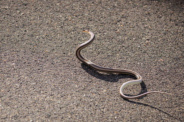 istock A Slender Snake Gracefully Winding Across a Warm Path in South Africa 2211127724