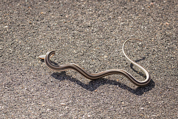 istock A Slender Snake Moving Swiftly Across the Warm Earth 2211127732