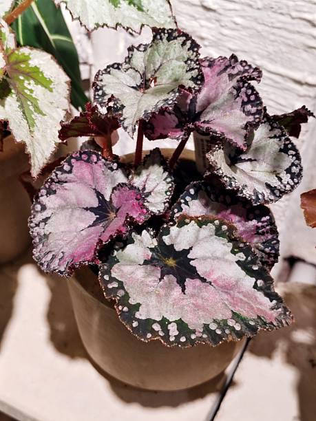 istock Begonia dolce vita 2211127763