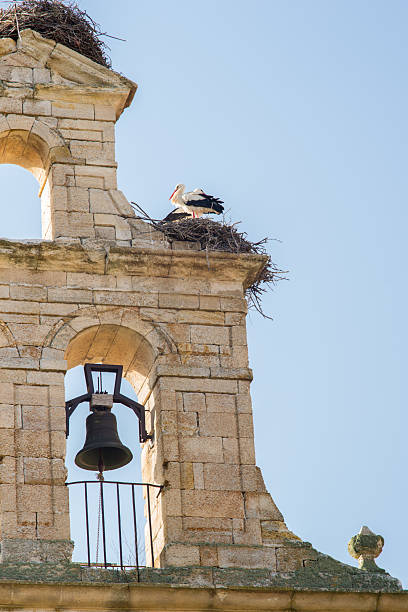 istock Storks nested in the belfry of a church 2211127843