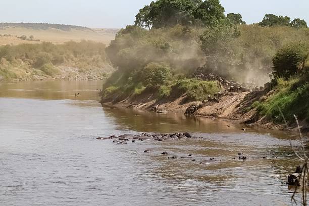 istock Hippos relaxing in Mara River as wildebeest crossing during great migration in Kenya 2211128078