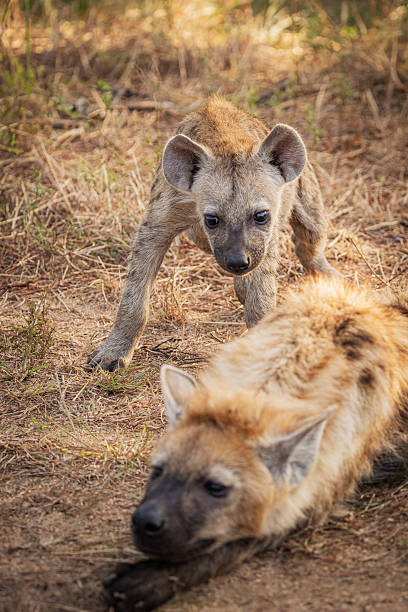 istock Young Spotted Hyena Pups Exploring the Bushveld 2211128082