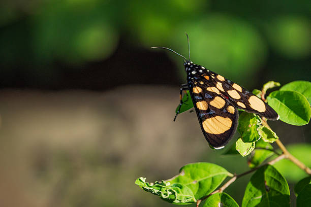 istock A Moth Perched Delicately on a Green Leaf in the South African Wilderness 2211128109