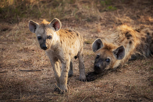 istock Curious Young Spotted Hyena Pups Exploring the African Wilderness 2211128110