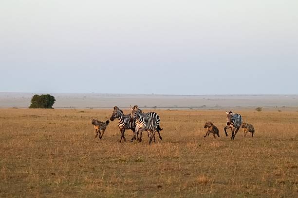 istock Hyenas chasing zebras in the african savanna during sunset 2211128151
