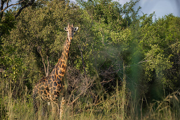 istock Lone Giraffe Standing Alert amid Lush Summer Greenery 2211128228