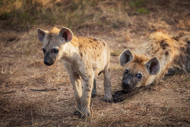 istock Two Young Spotted Hyena Pups Resting and Exploring in the Bushveld 2211128232