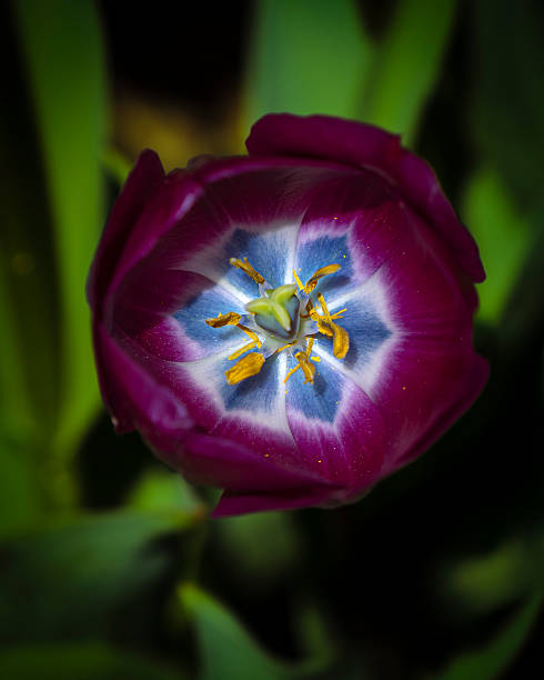 Field of beautiful purple and red tulips macro closeup with bokeh in spring or summer