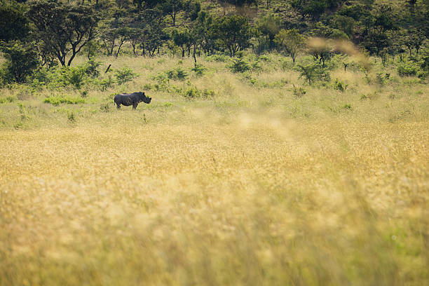A side view of a White Rhinoceros (Ceratotherium simum) shows the animal browsing beneath intertwined branches, soft afternoon light spotlighting its prehistoric contours and textured hide. This photo was taken in South Africa.