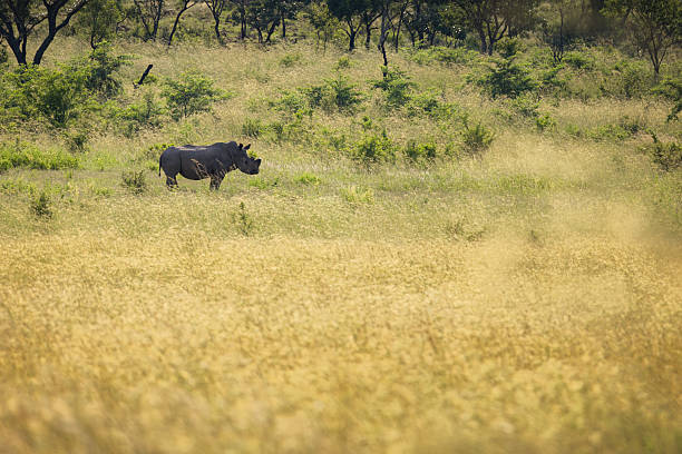 Bathed in golden light, a White Rhinoceros (Ceratotherium simum) pauses mid-stride in tall grasses, its powerful form contrasting with the delicate blades that sway around it. This photo was taken in South Africa.