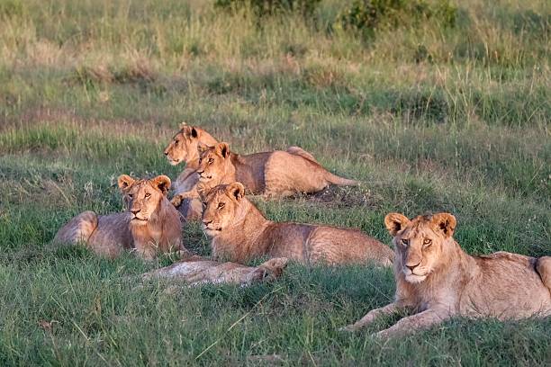 istock Lionesses resting in the African savanna during sunset 2211128818