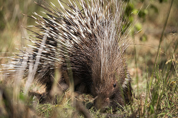 istock Cape Porcupine’s Quills Fanned Out While Grazing 2211128910
