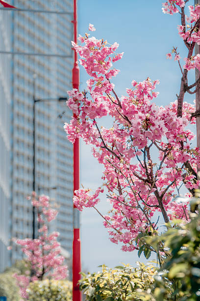 The cherry blossoms in full bloom contrast beautifully with the blue sky.