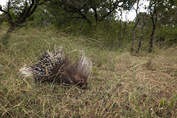 istock Cape Porcupine Defensively Curling Quills in Open Bushveld 2211128976