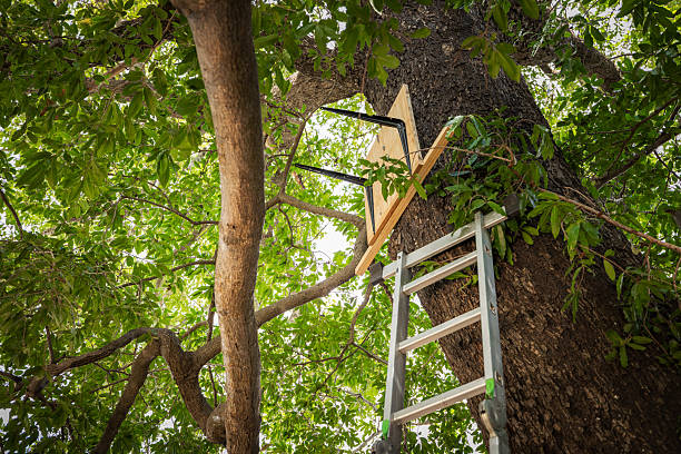 istock Volunteers Installing a Wildlife Nest Box High in a Canopy 2211129017