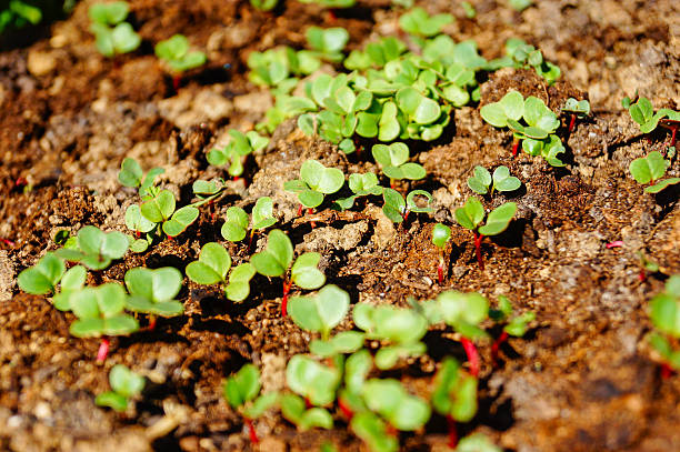 Young sprouts of radish in the garden. Planting vegetables in the garden.