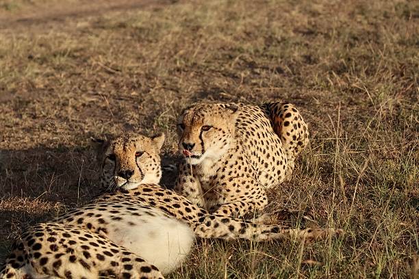 istock Two cheetahs resting on dry grass in the african savanna 2211129147
