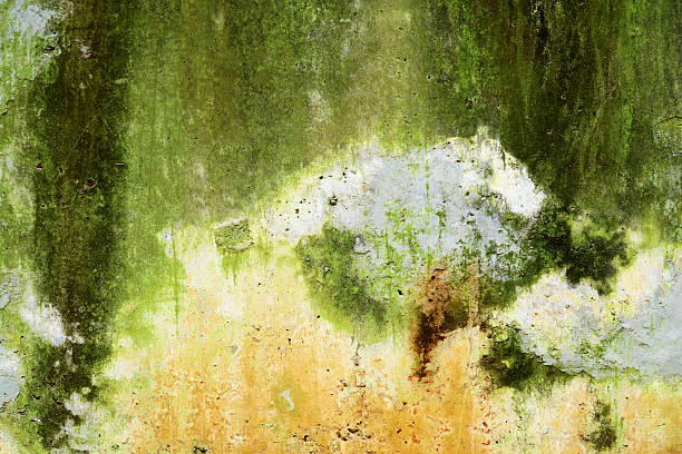 istock Textured Wall with Moss and Greenish Stains on Old Surface 2211130290