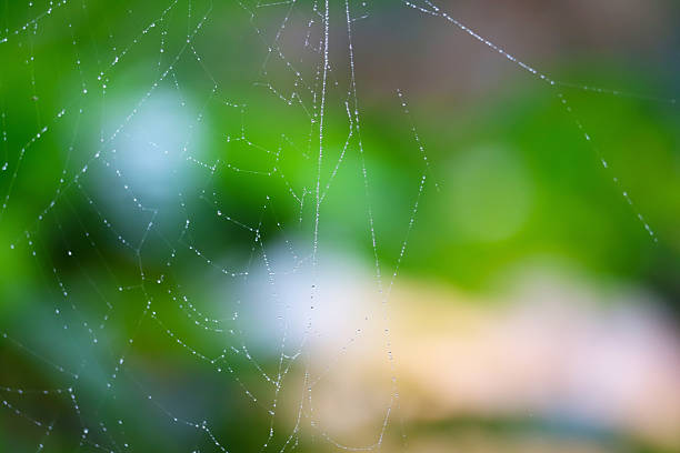 Close-up of a spider web adorned with small water droplets. The fine, delicate strands of the web catch the light while the soft, out-of-focus background highlights the intricate details of the droplets.