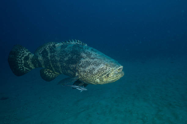 istock Goliath grouper in the ocean 2211130530