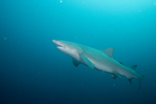 istock Lemon shark in the open ocean 2211130531