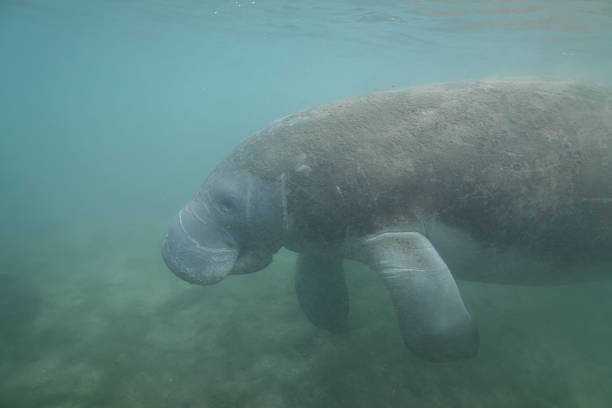 istock Closeup of manatee in spring 2211130647