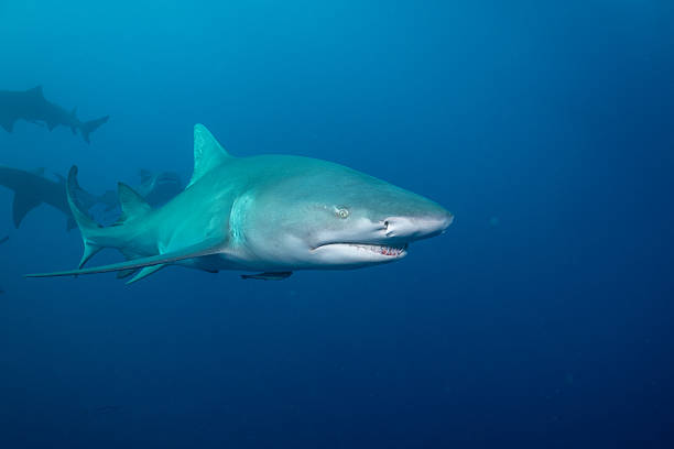 istock Several lemon sharks in blue ocean 2211130741