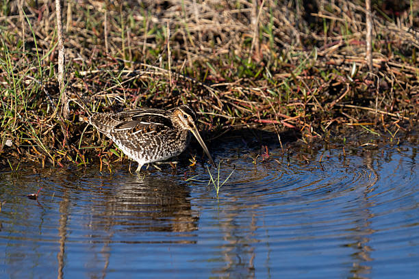 Free picture: wilsons, snipe, bird