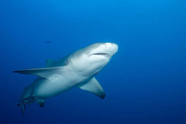 istock Lemon shark in the open ocean 2211130839